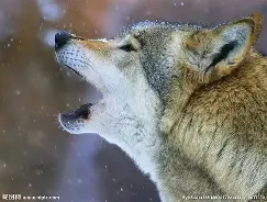 狼队不堪一击遭逆转，诸神黯然失色